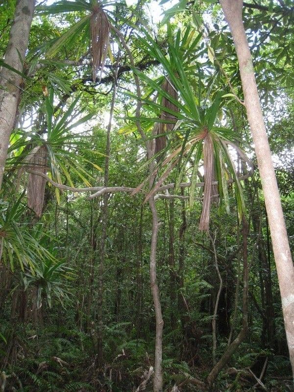 Pandanus pourpre 2