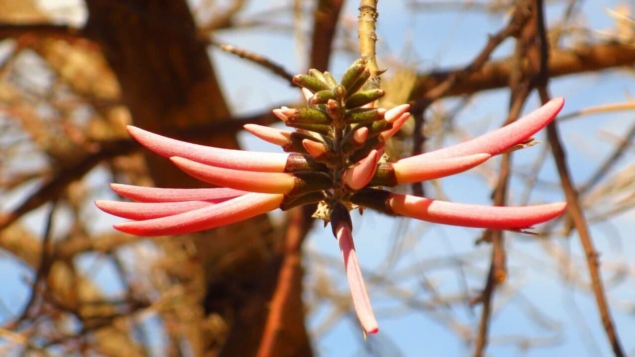 Erythrina 7