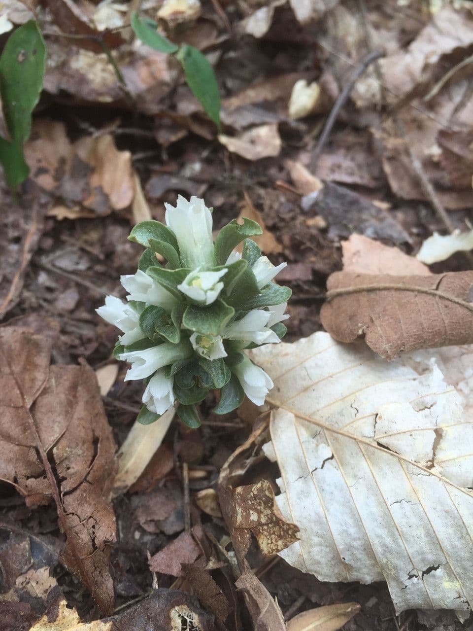 Viereckblume 8