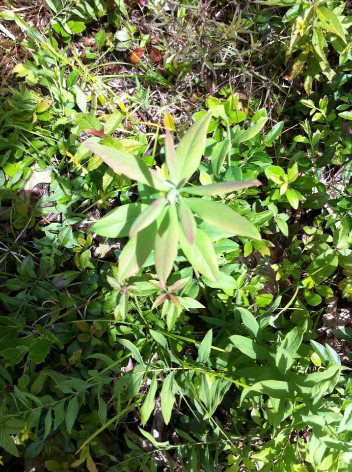 Comandra umbellata 11