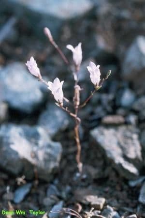 Campanula 5