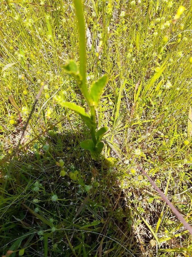 Lobelia spicata 16