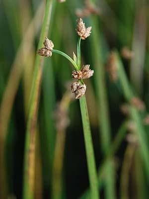 Schoenoplectus triqueter 9