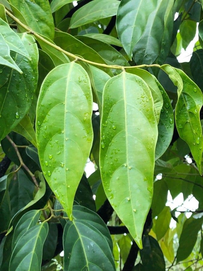Scorodocarpus 4
