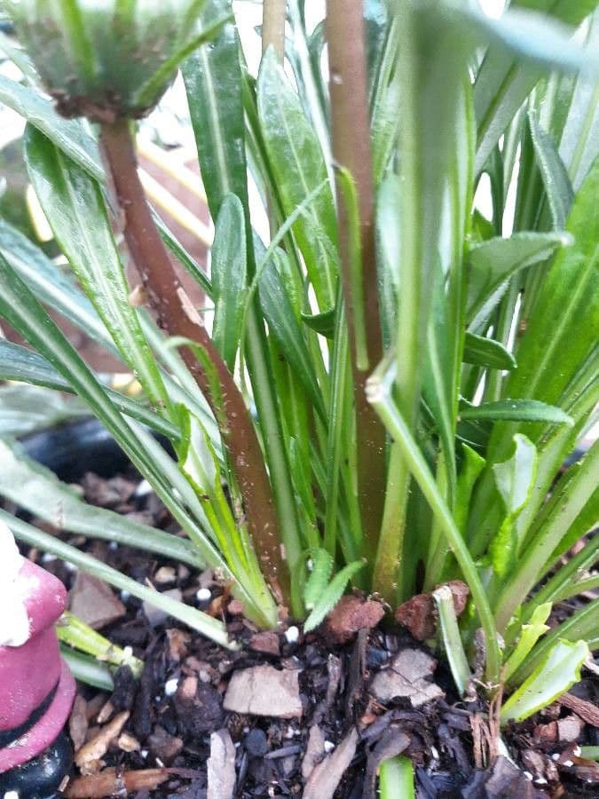 Gazania 21