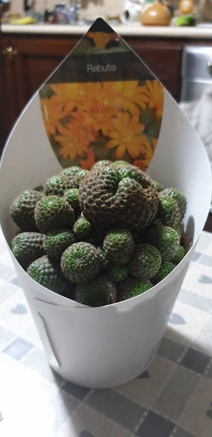 Cactus corona di fuoco 9