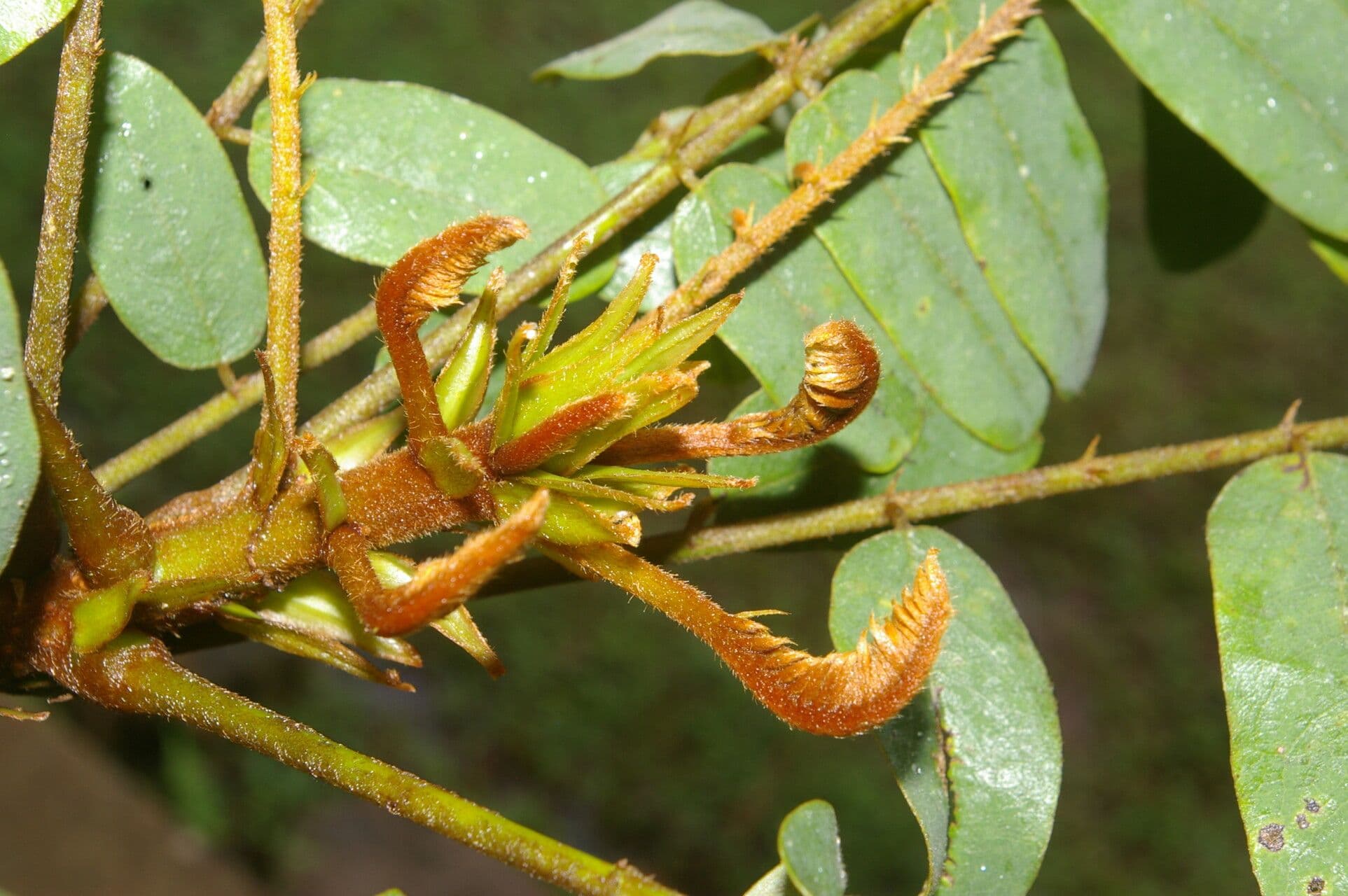 Hymenolobium mesoamericano