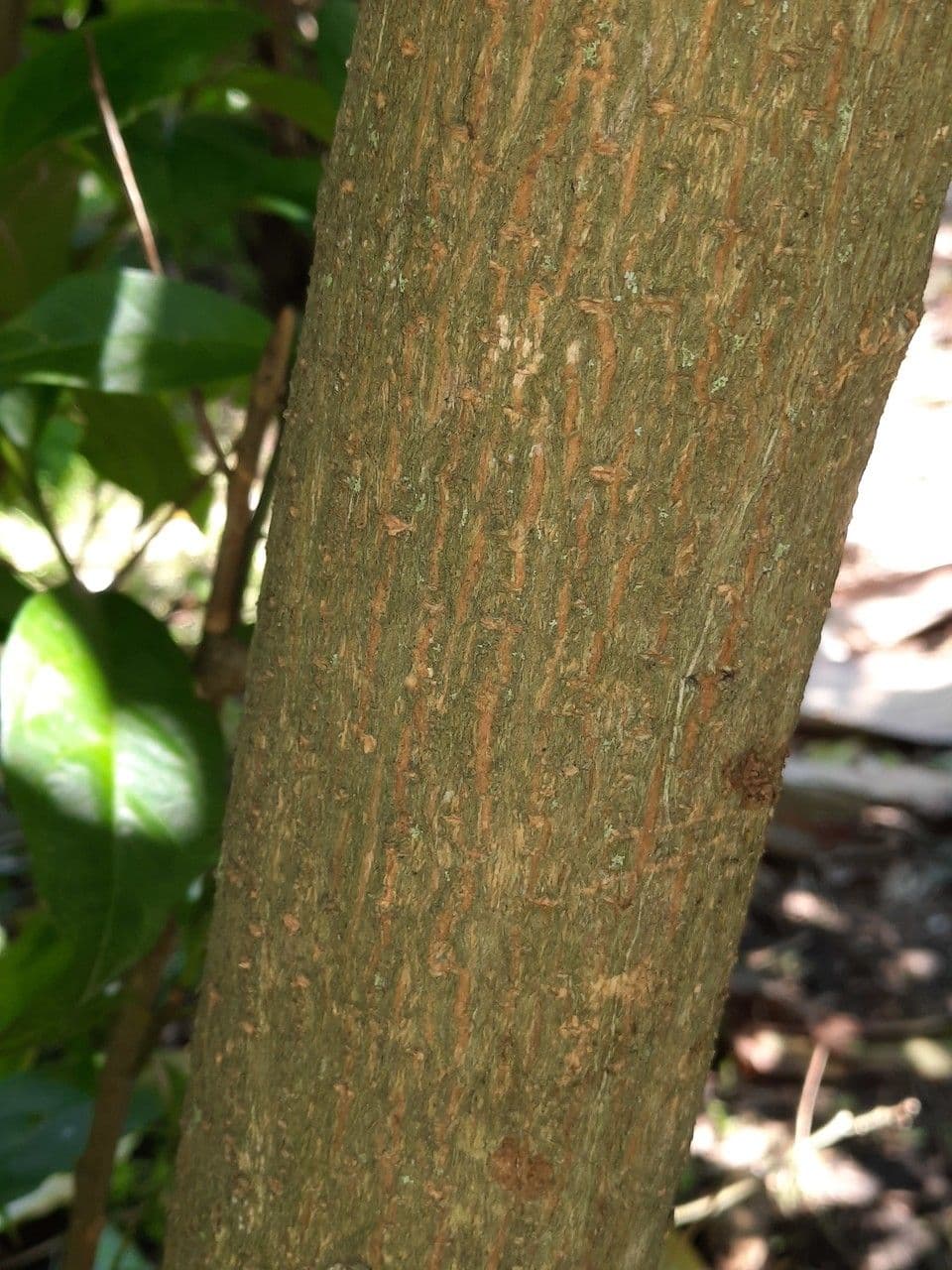 Citharexylum à queue 23