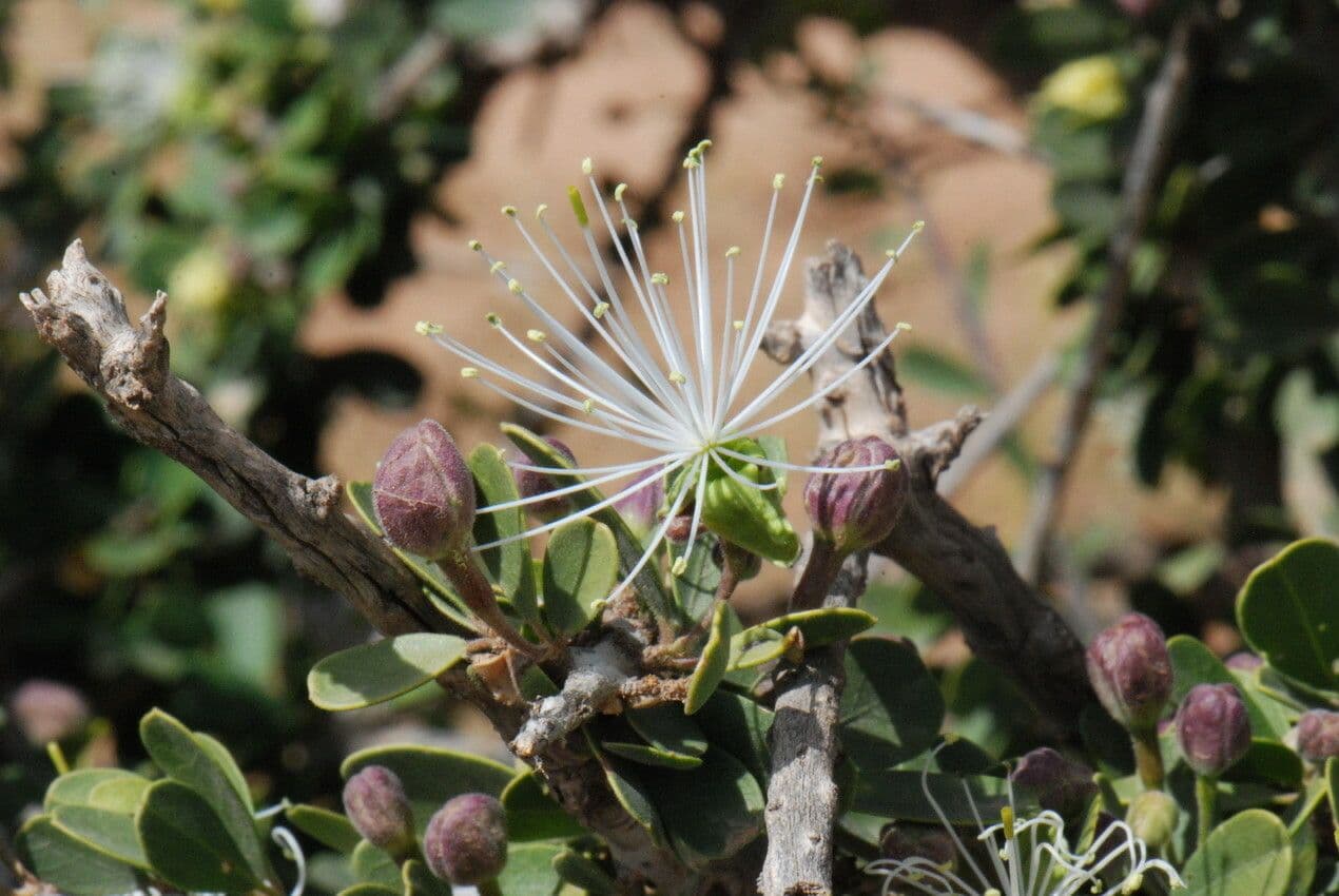 Dickblättrige Maerua 6