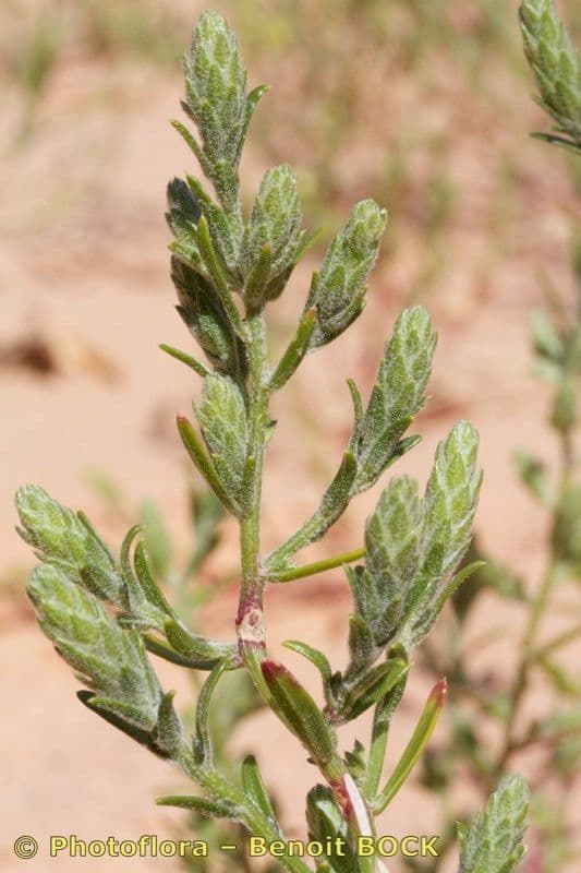 Corispermum 10