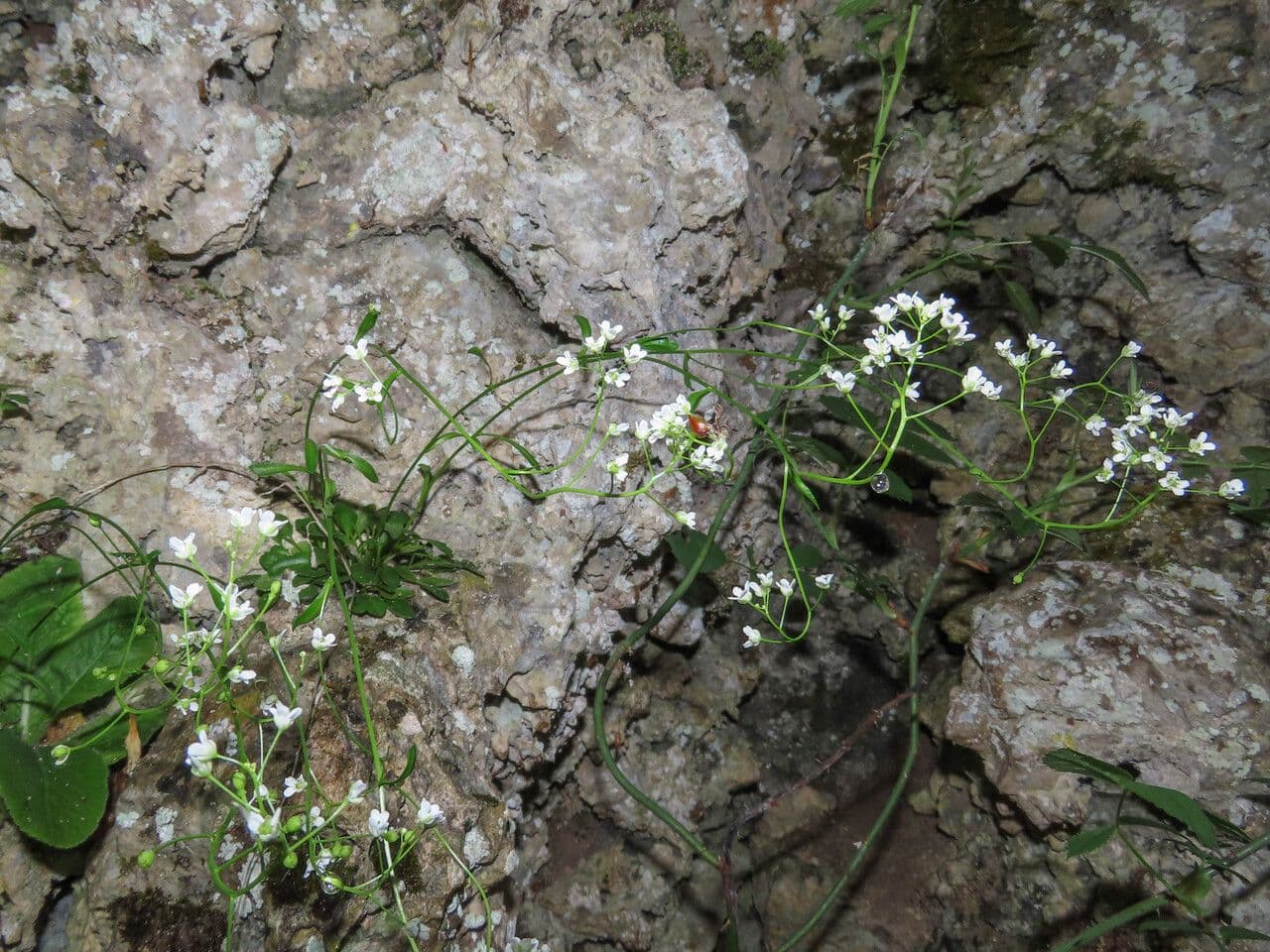 Coclearia sassifraga 15