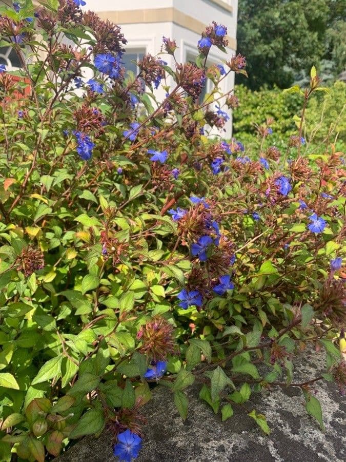 Ceratostigma 24