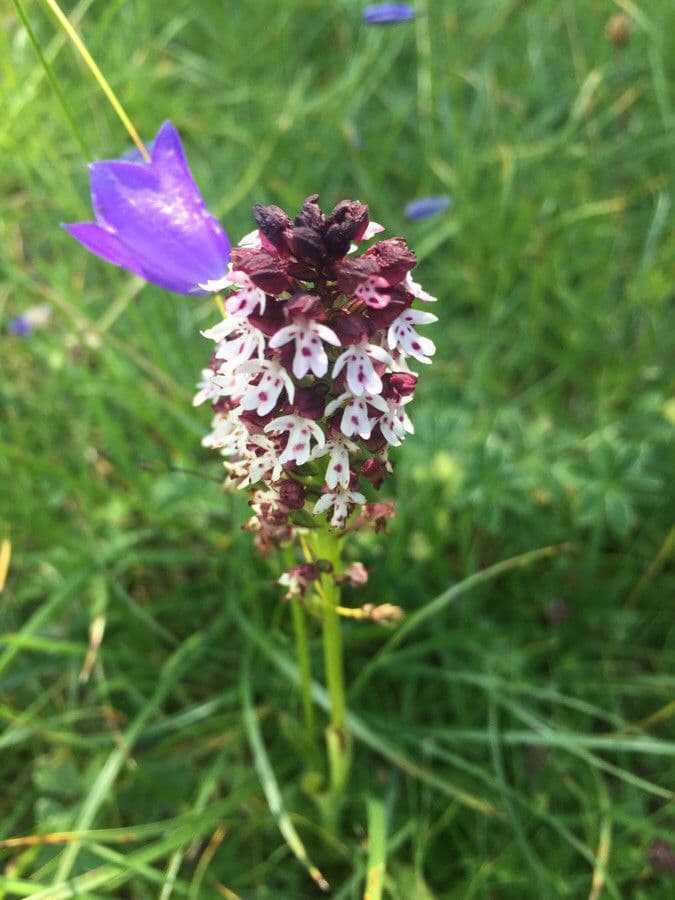 Orchide bruciacchiata 5