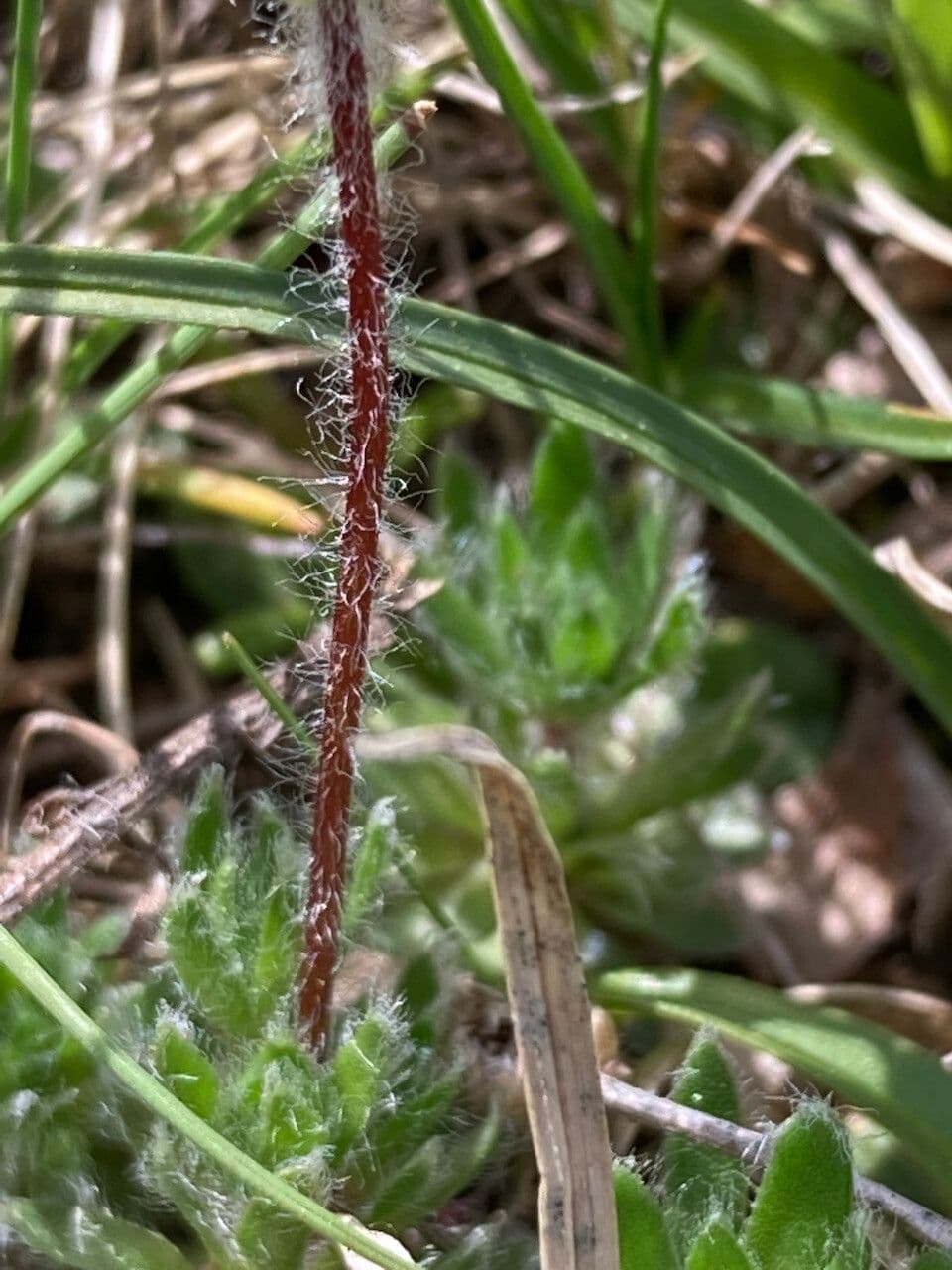Pochybek 21