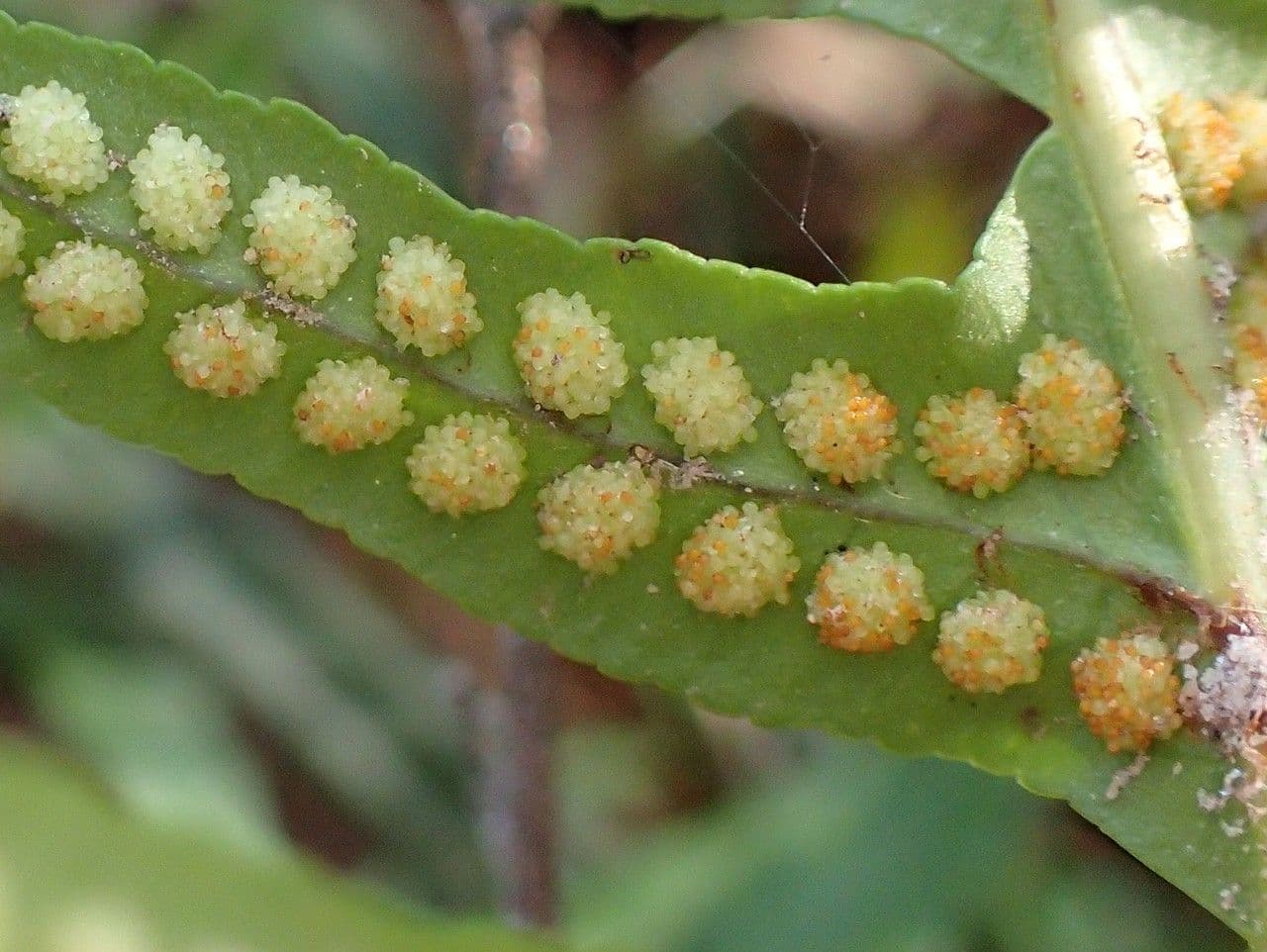 Polypode intermédiaire 4