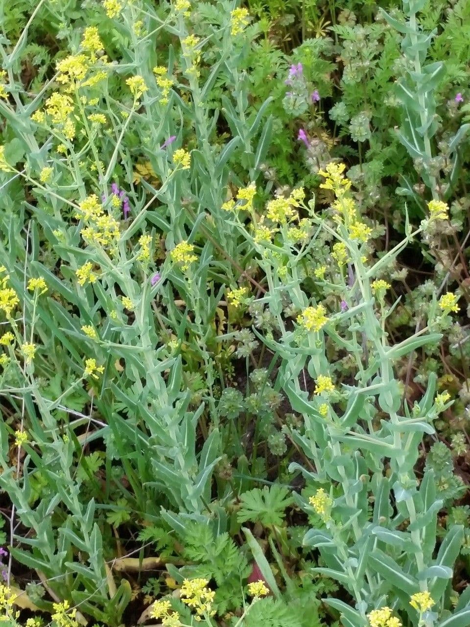 Myagrum perfoliatum 11
