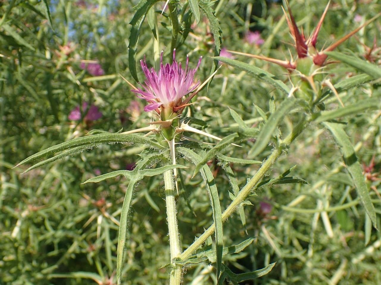 Calcatreppola 15