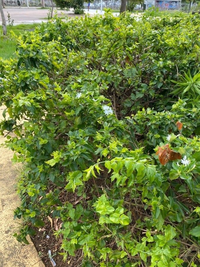 Jasmin multiflore 6