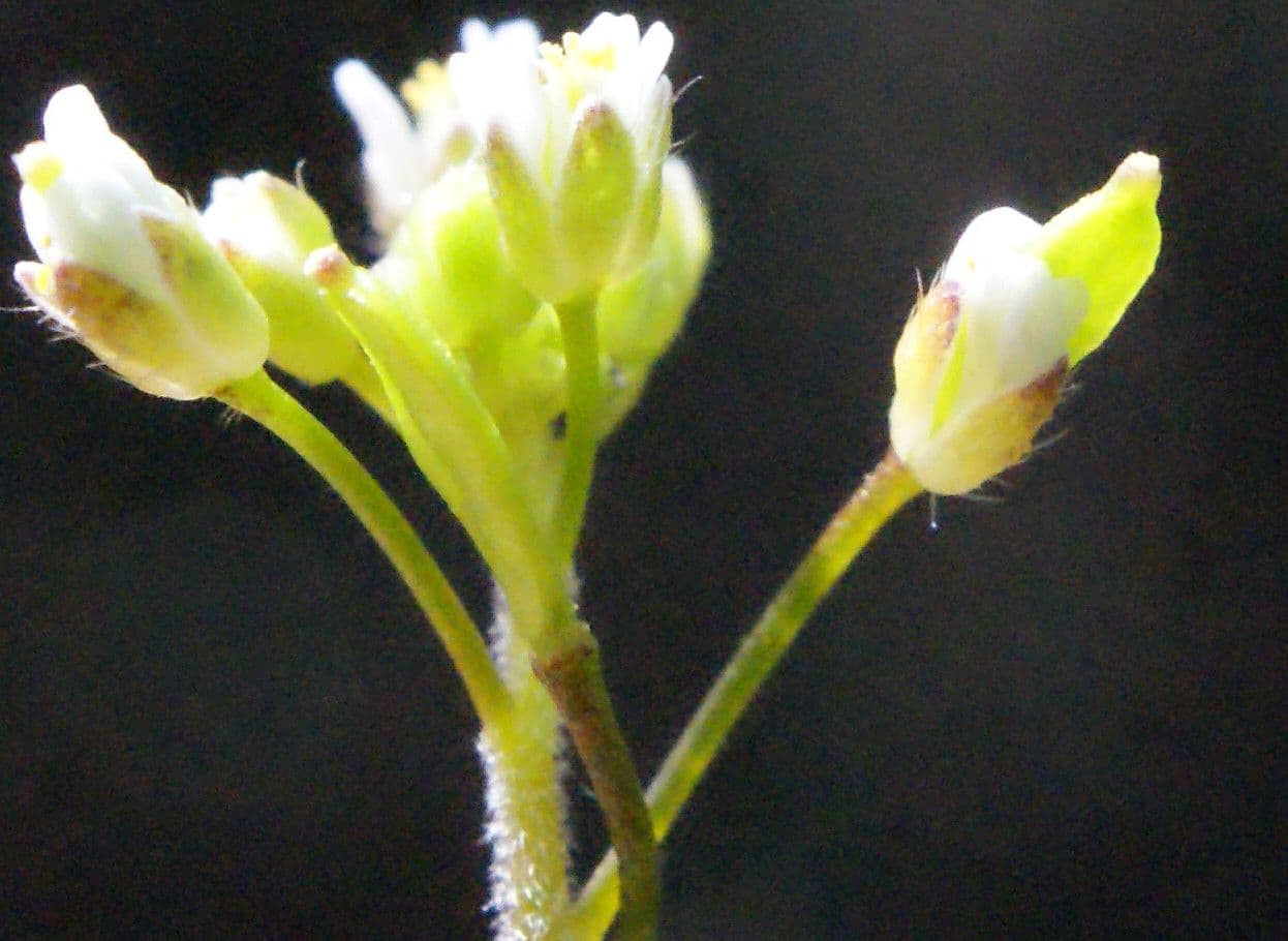 Draba murale 7