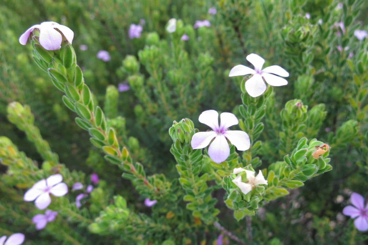 Acmadenia 6
