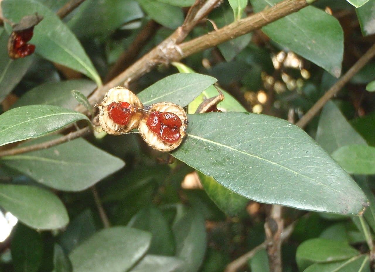 Pitosporum 2