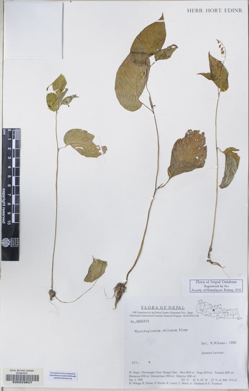 Rhynchoglossum 9