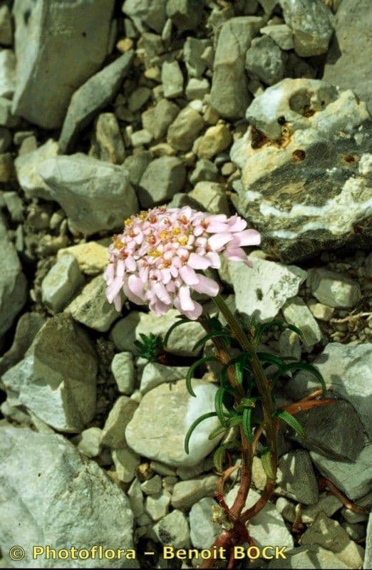 Iberis di Auronsa 11