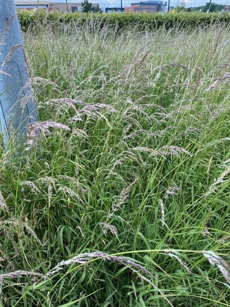 Calamagrostis 6