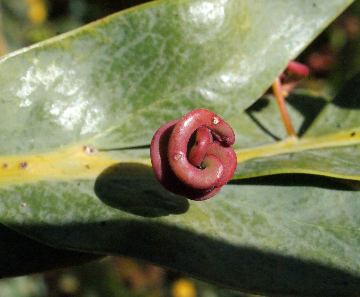 Acacia glaucoptera 3