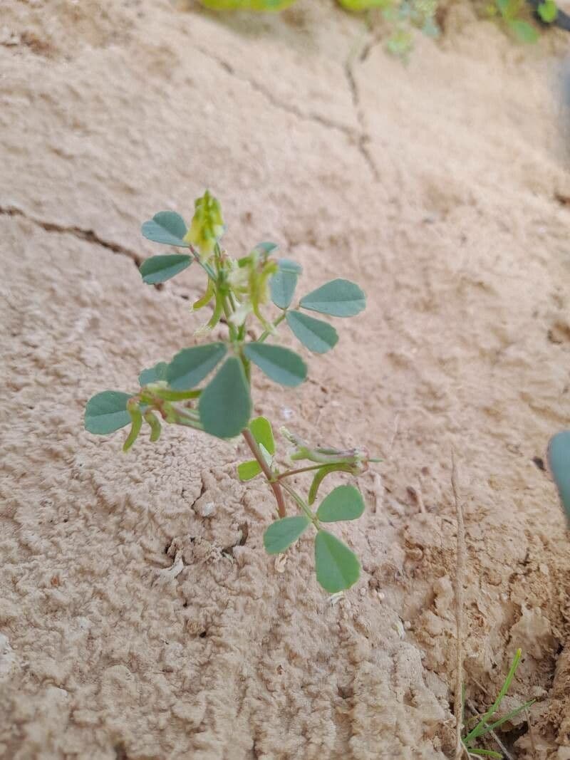 Trigonella glabra 5