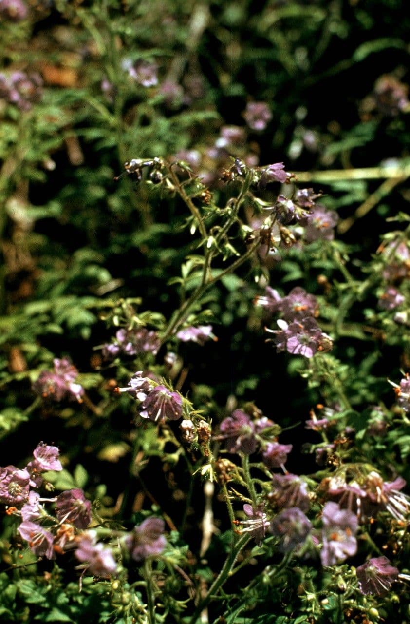 Hydrophyllum 3