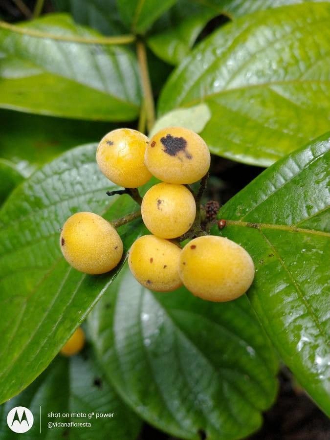 Cordia nodosa 5