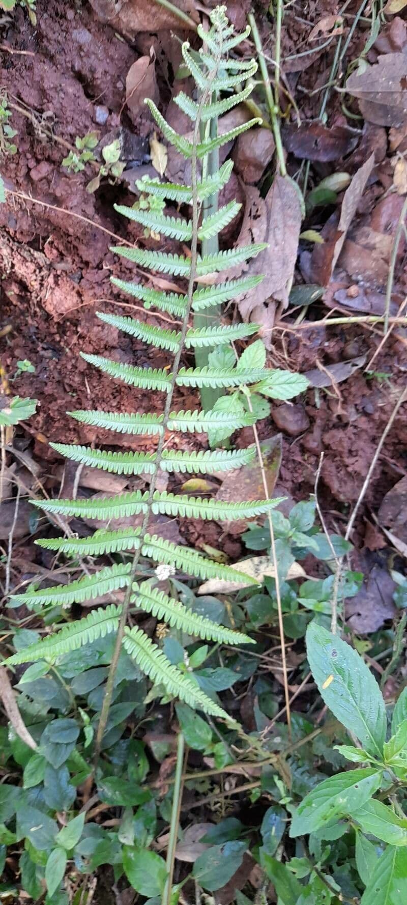 Thelypteris 2