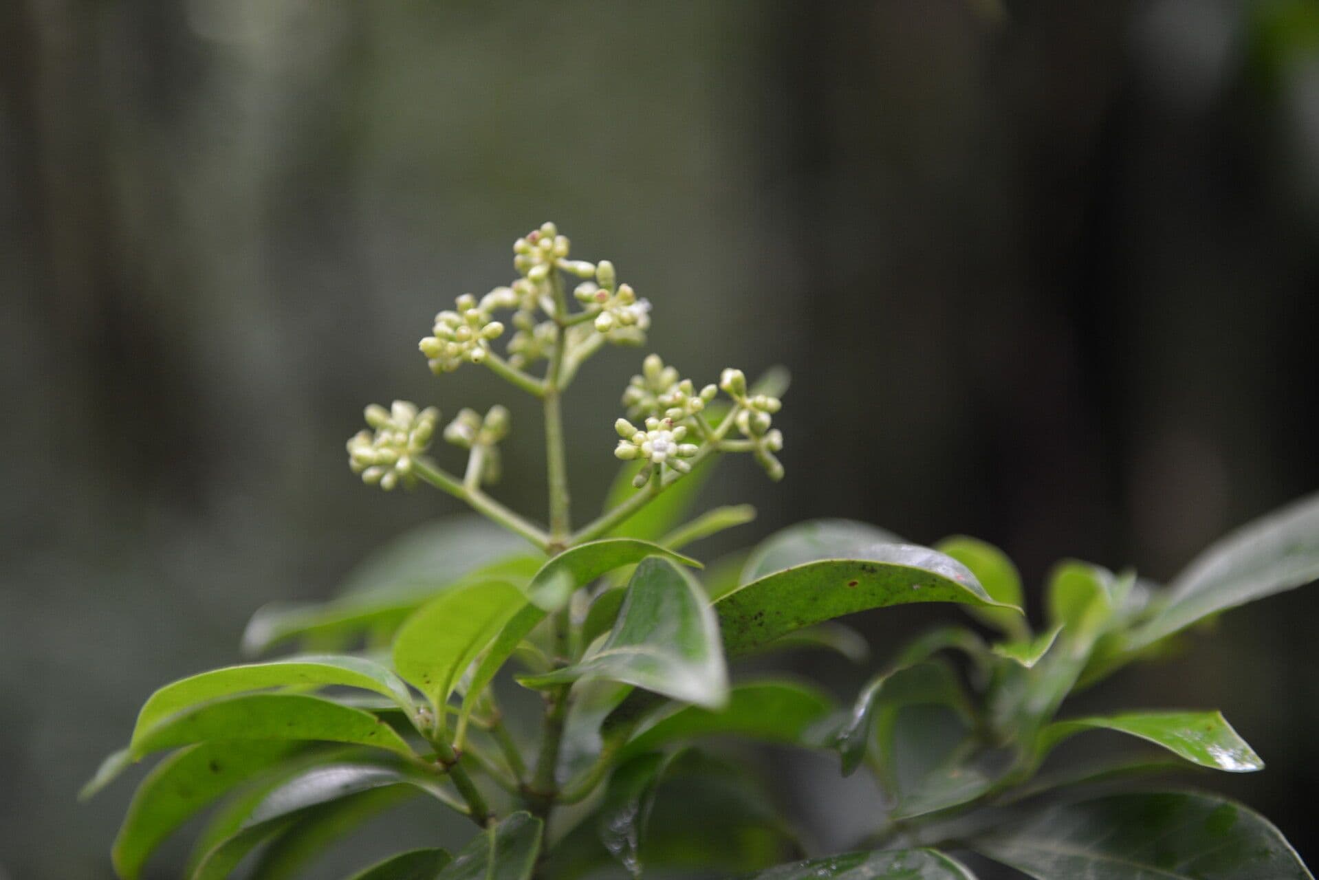 Psychotria 2