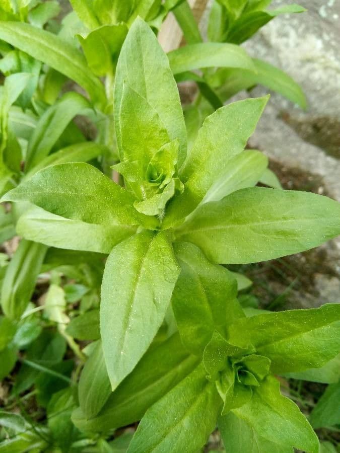 Silene 7