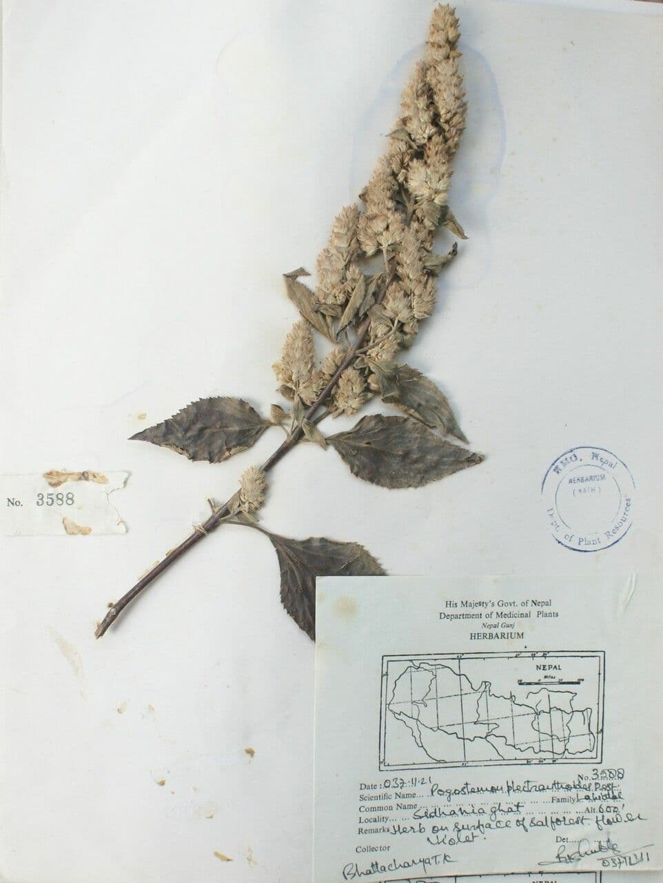Pogostemon 2