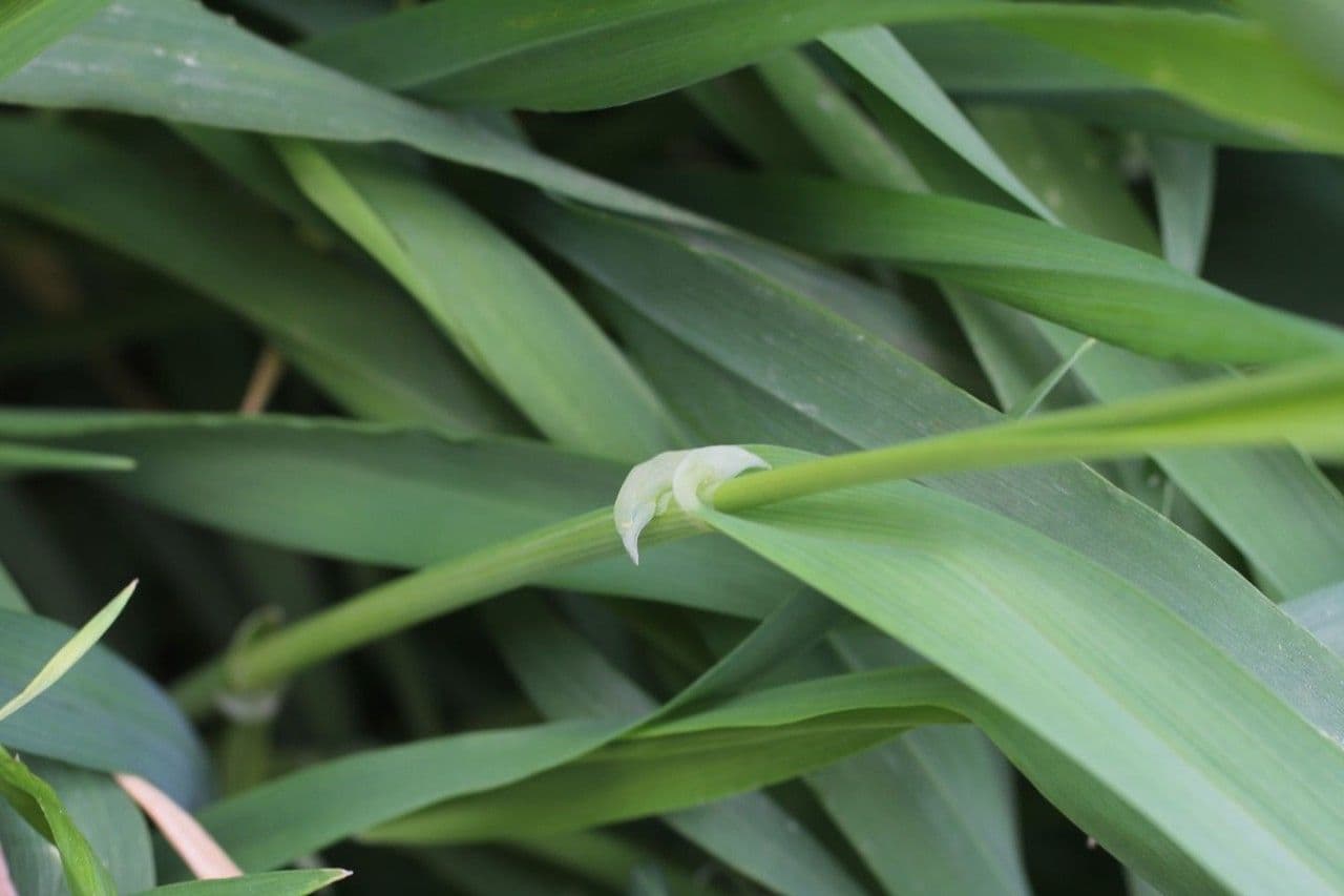 Orzo 21