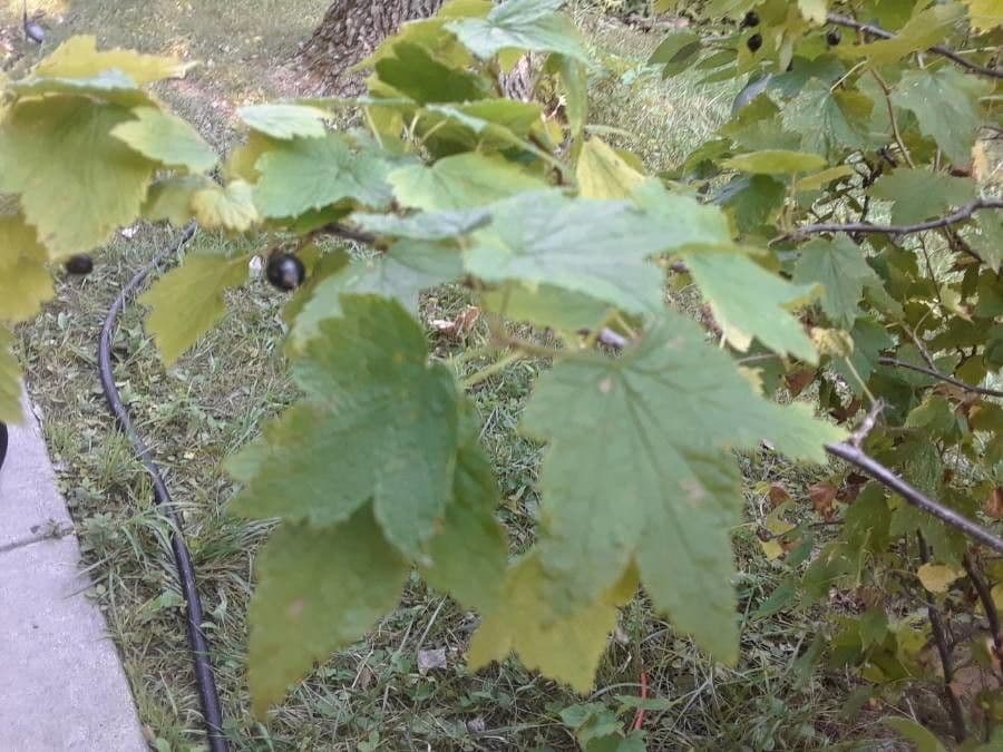 Ribes nero americano 11