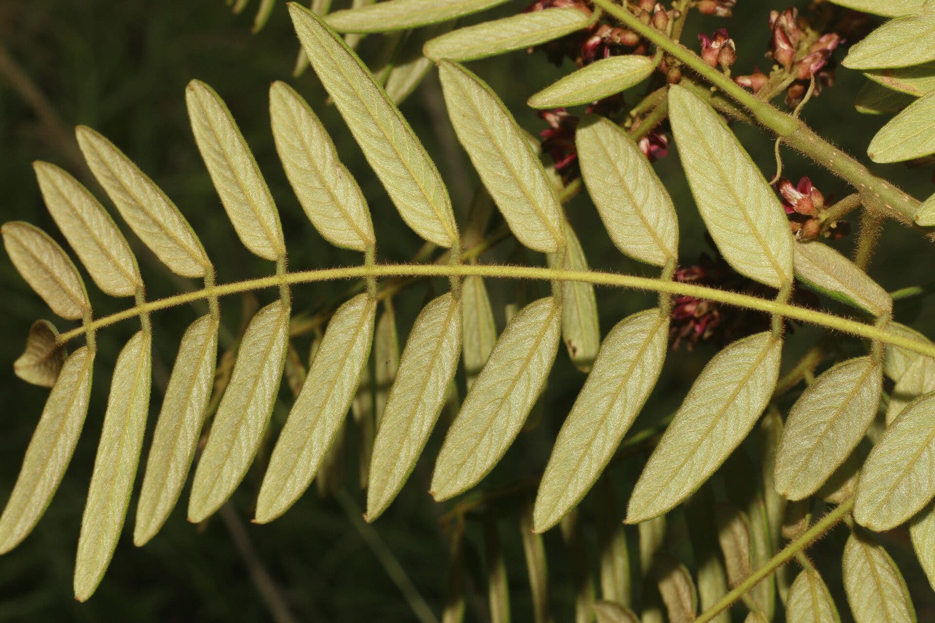Lonchocarpus 16