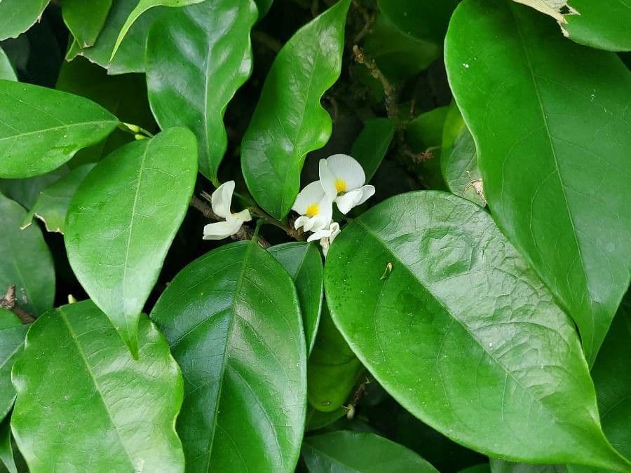 Baphia nitida 9