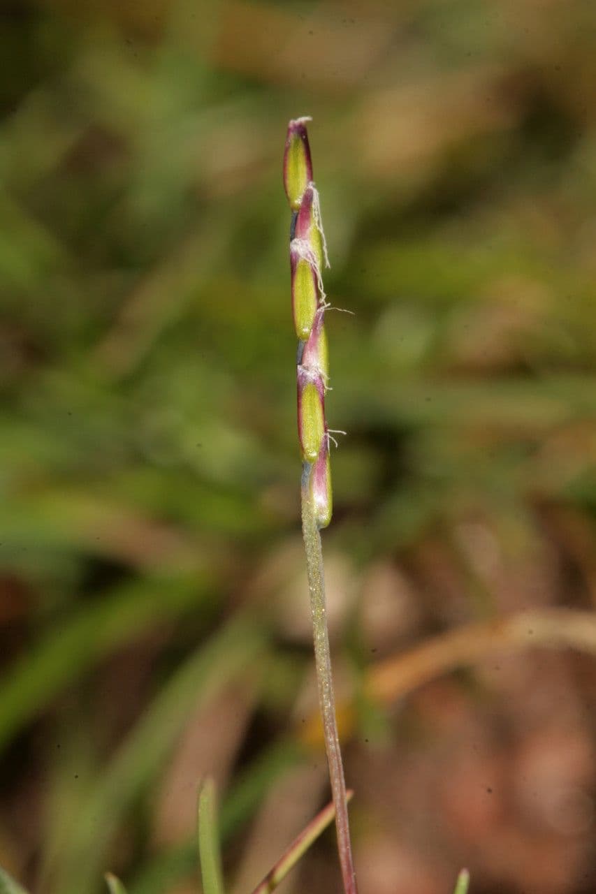 Mibora minima 9