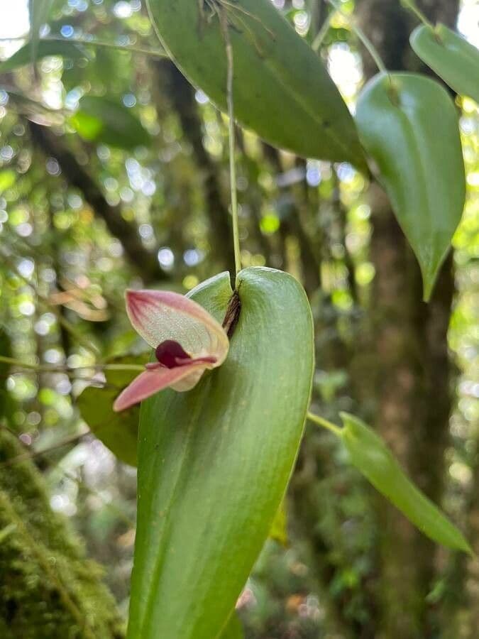 Pleurothallis
