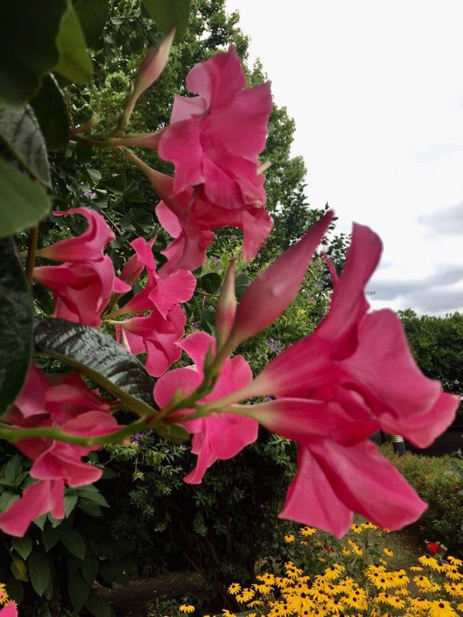 Chilenischer Jasmin 15