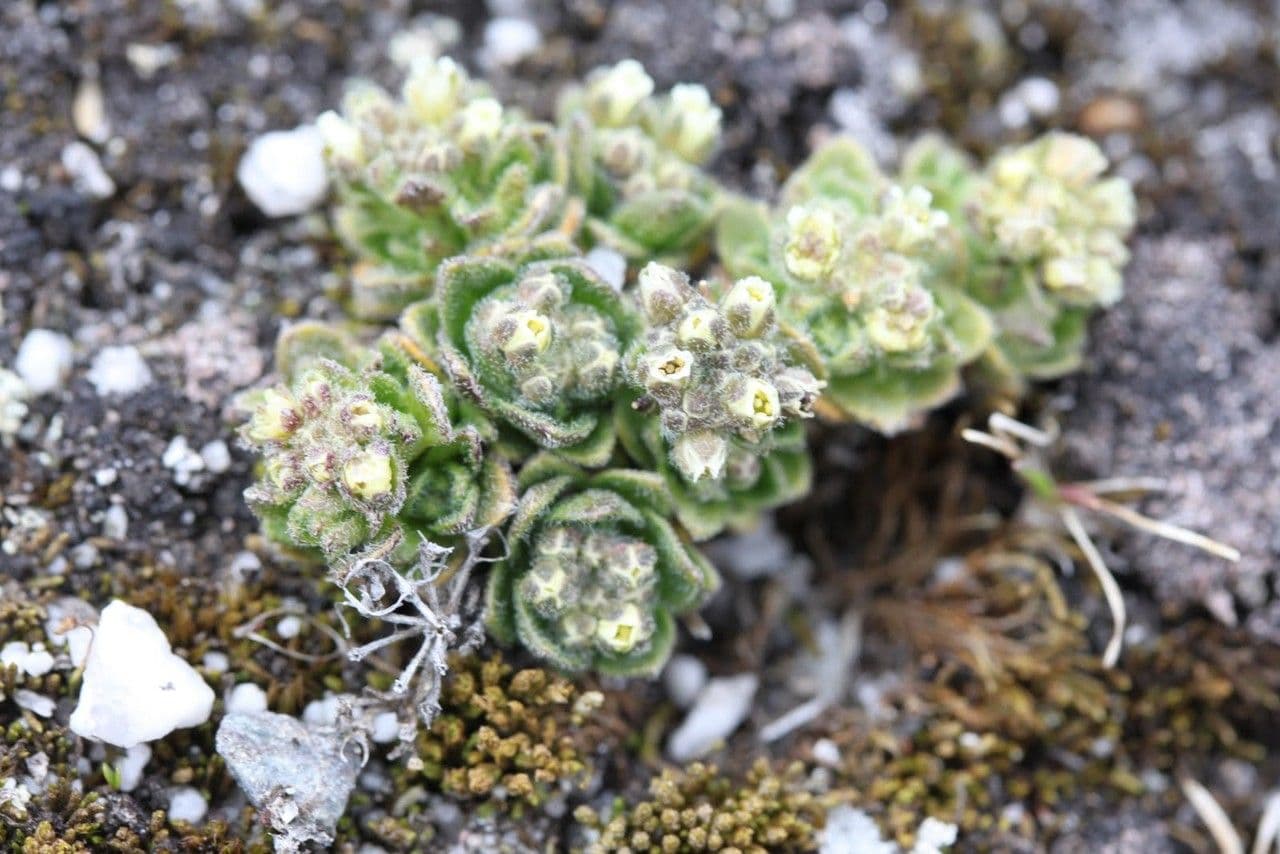 Draba
