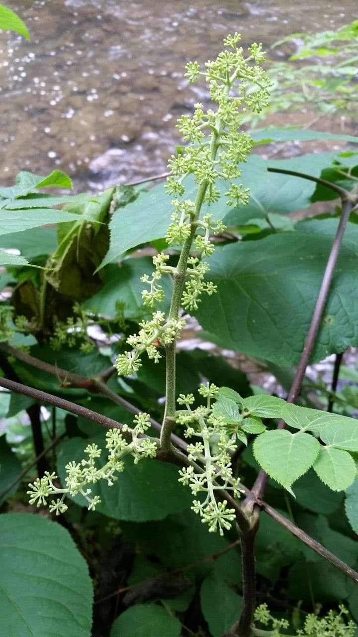 Araria racemosa 7