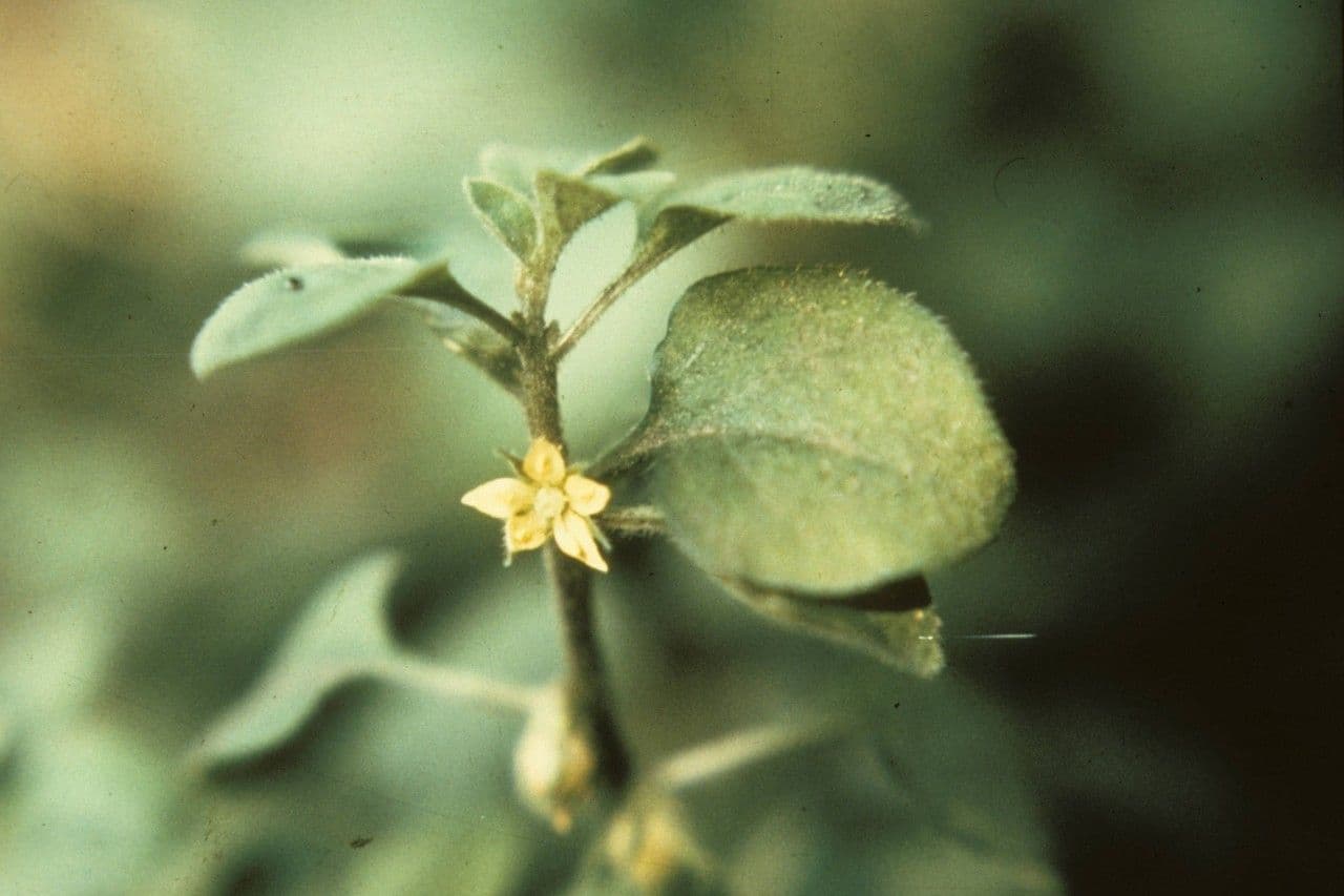 Lisimachia giapponese 3