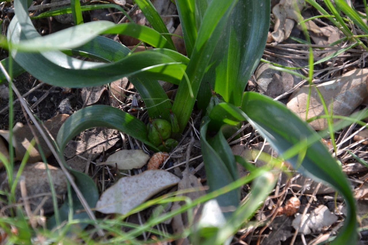 Frühlingsknotenblume 7