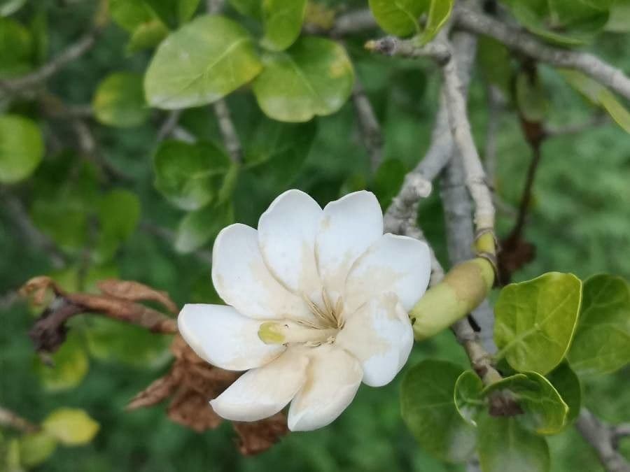 Gardenia Volkensa 9