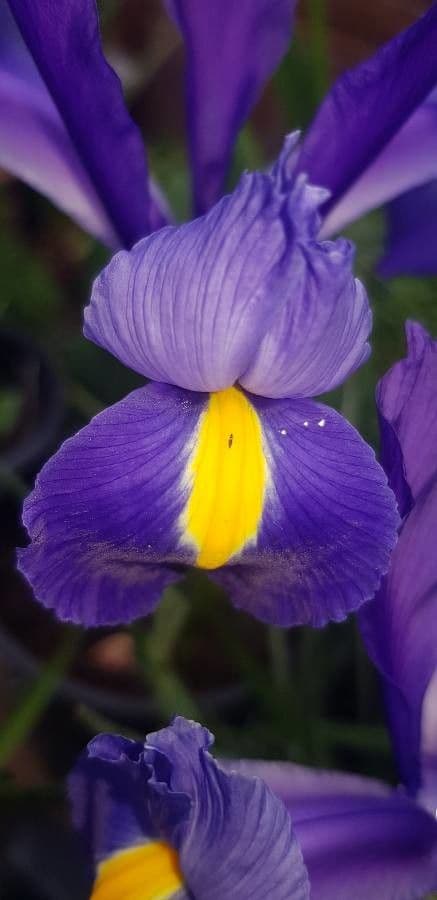Iris tridentato
