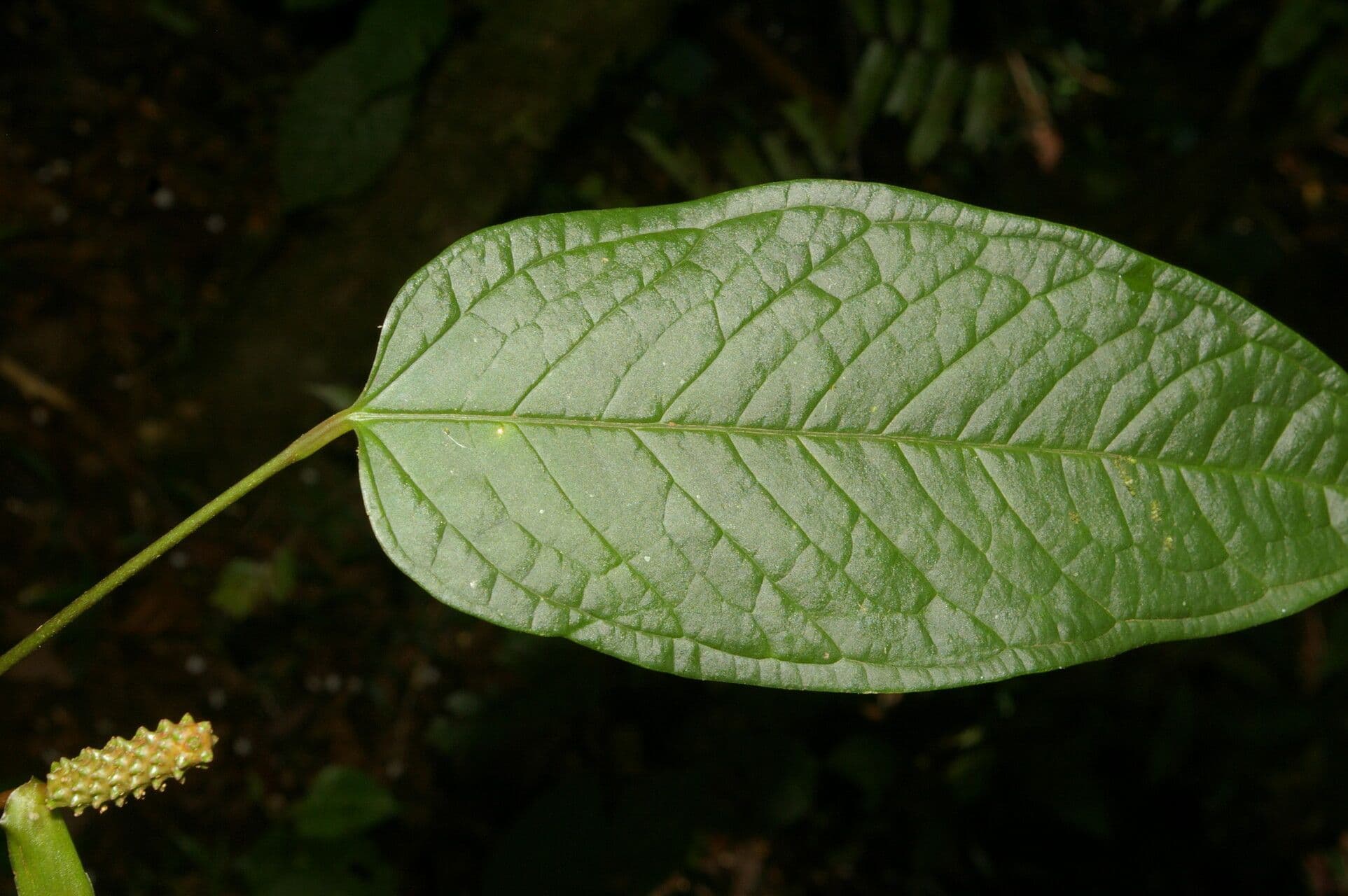 Anthurium a spata piccola 13